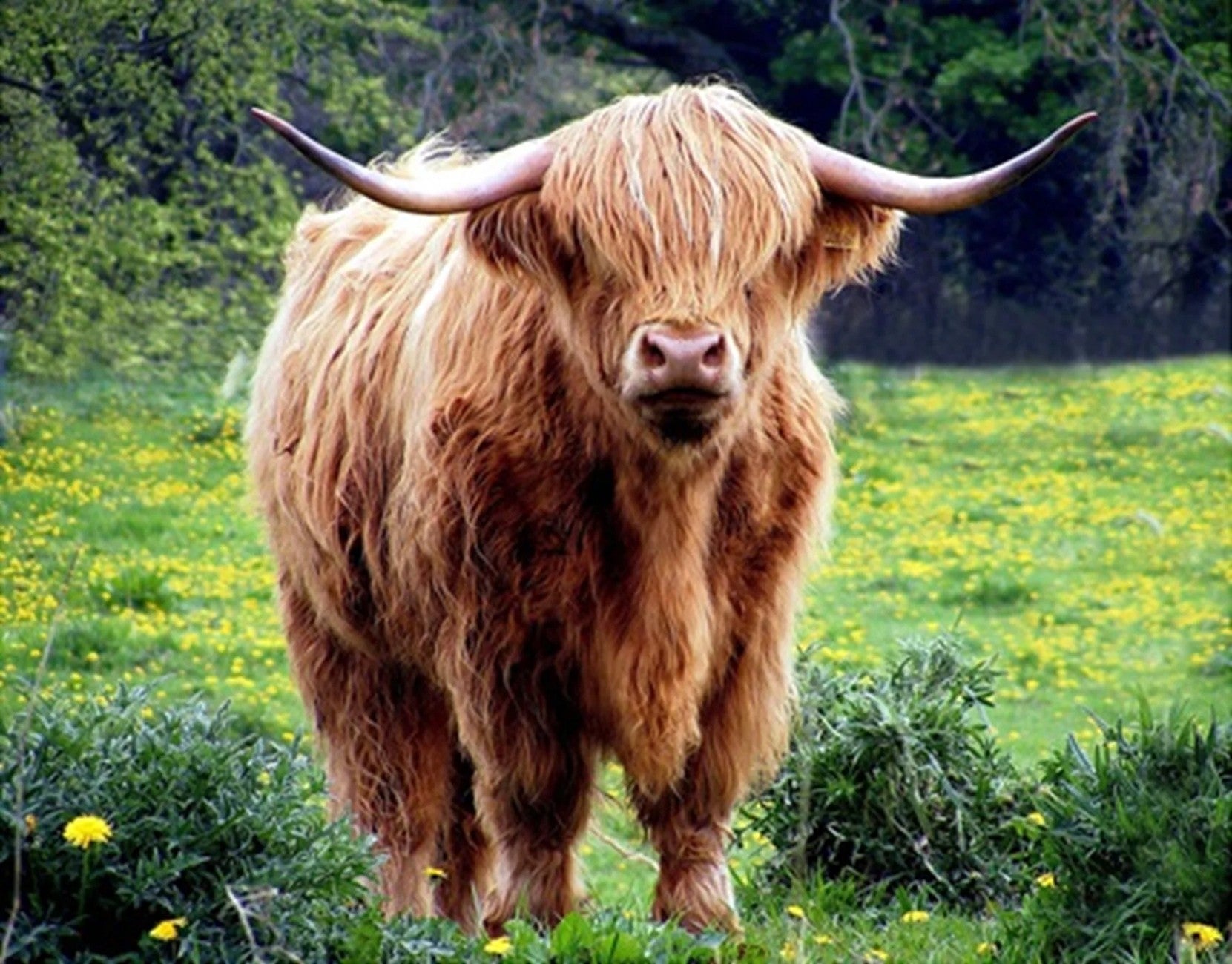 Highland Cow in Dandilions Panel 20in x 16in