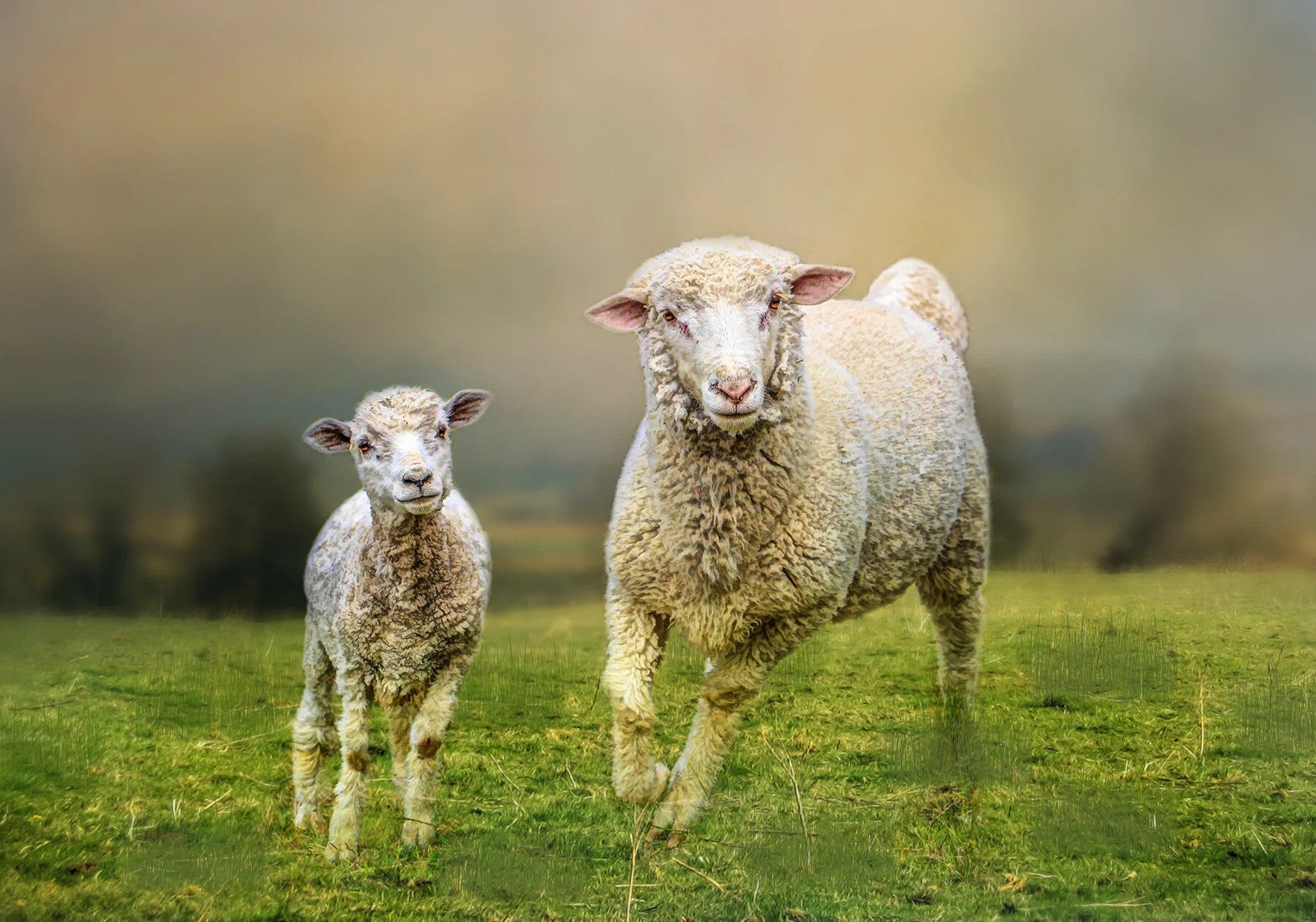 Mother and Lamb Panel 20in x 14in