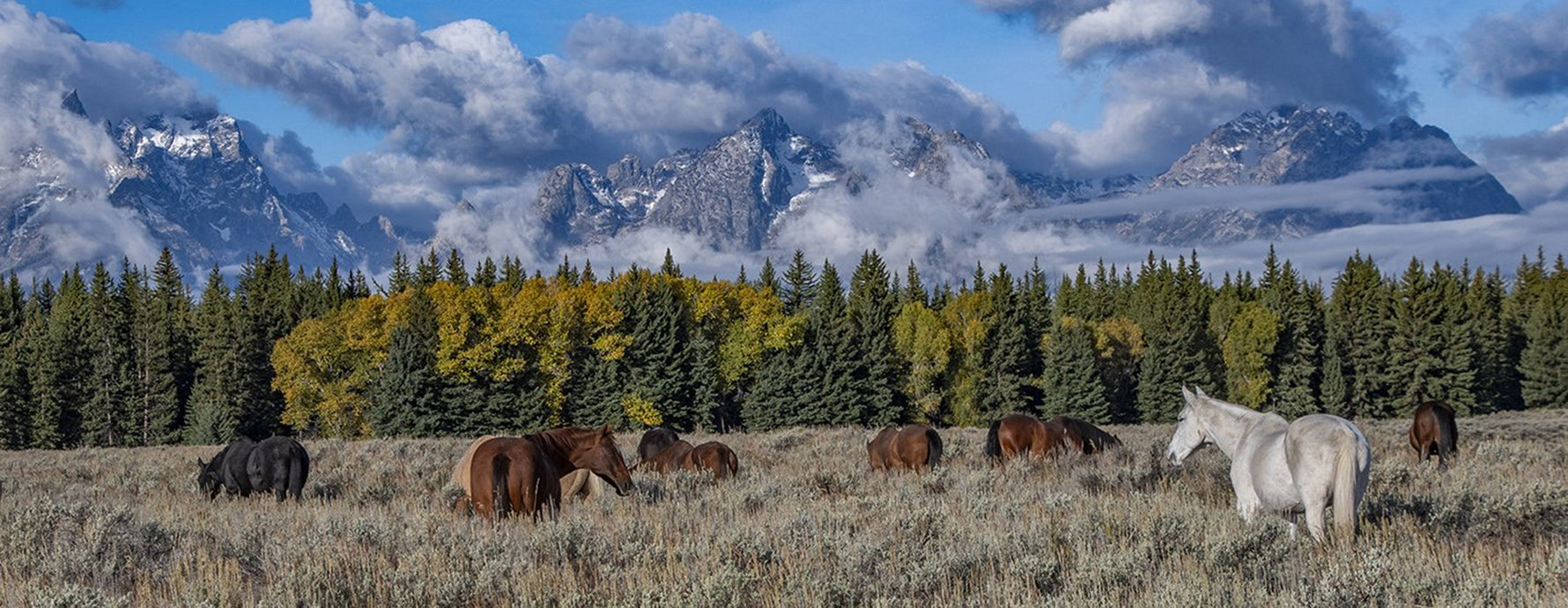 Teton Horse Panorama Panel 36in x 14in