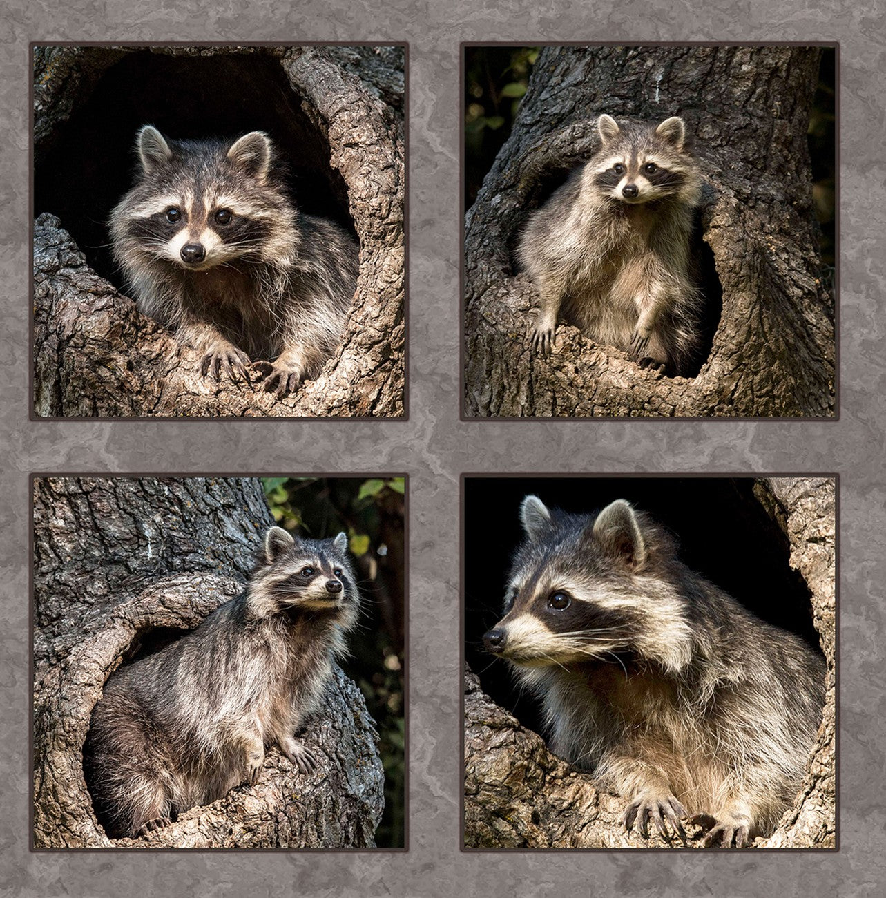 Four Baby Raccoons 16.375x17.25in Panel