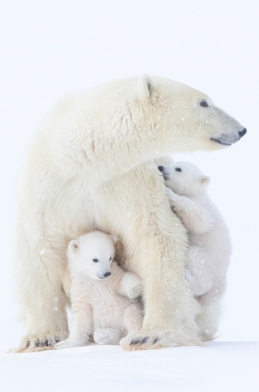 Mother and Cubs Polar Bear 24x15.5in Panel