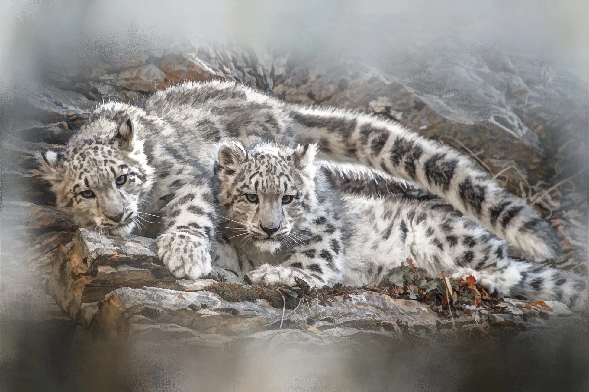 Lounging Snow Leopard Twins Panel 24in x 16in