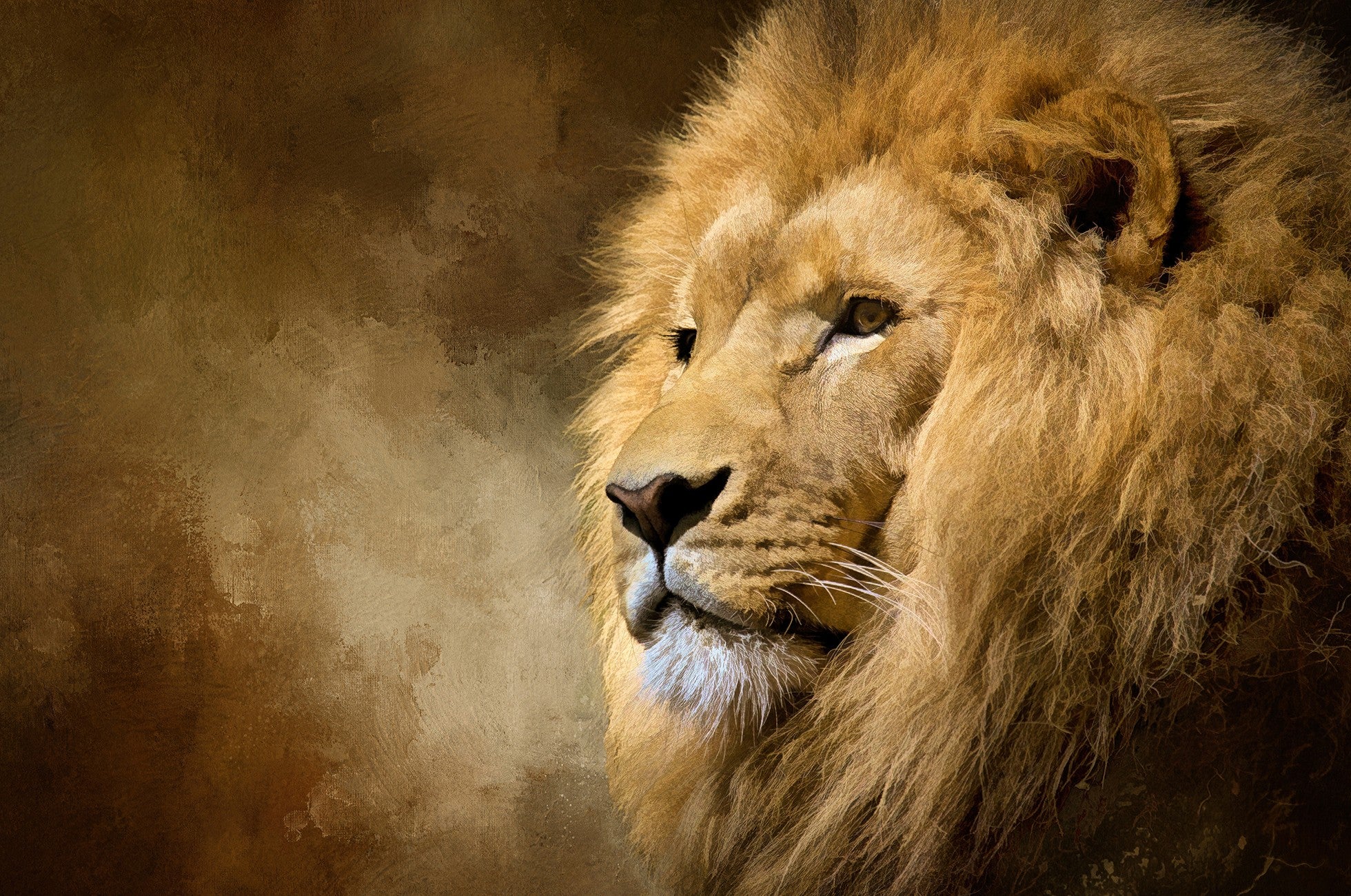 Male Lion in Repose 26.5x16.75in Panel