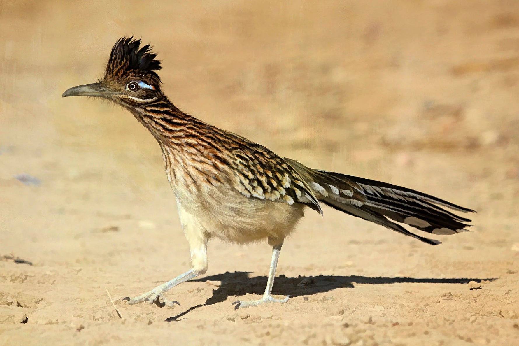 Westbound Roadrunner Panel 18in x 12in