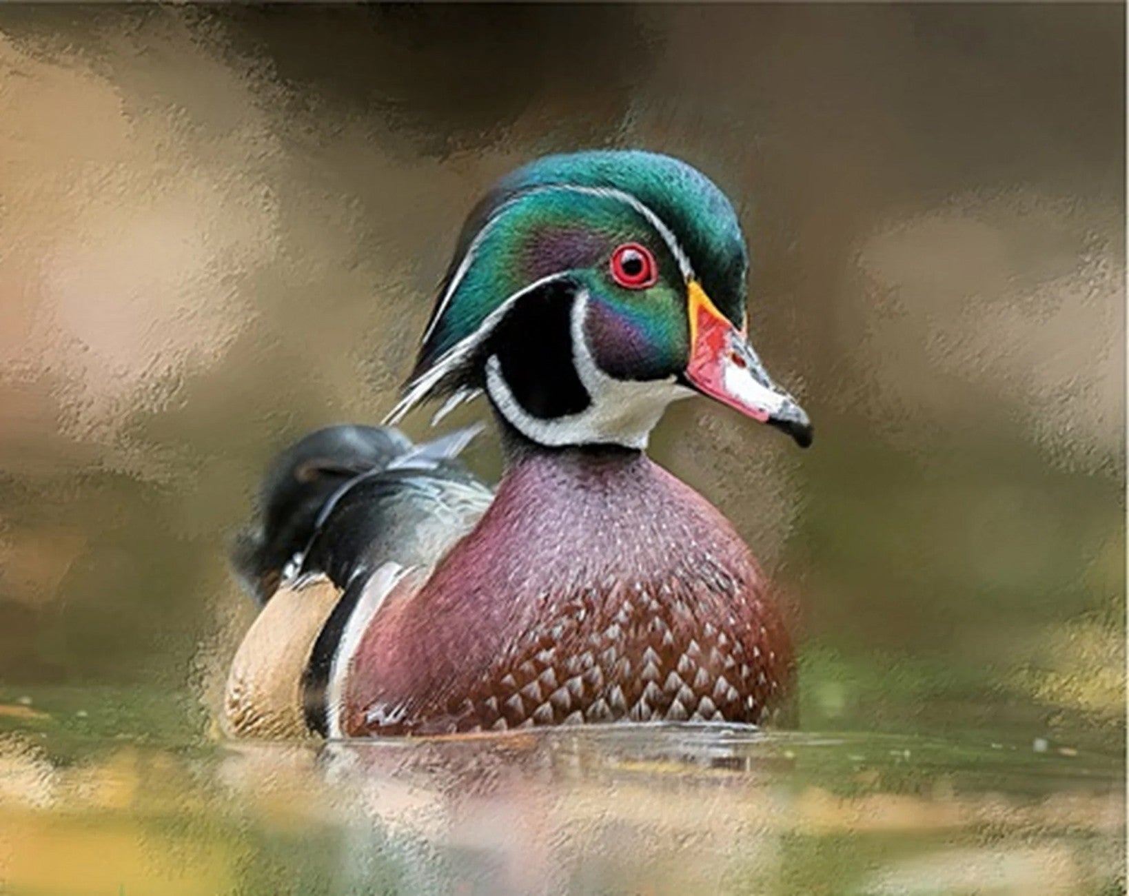 Abstract Wood Duck Panel 20in x 16in