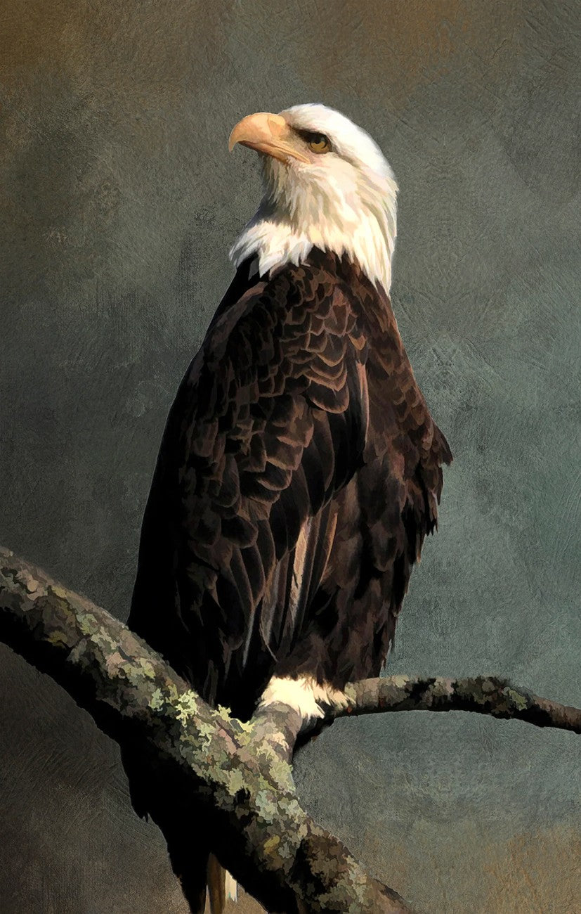 Regal Bald Eagle Panel 13.5in x 22.5in