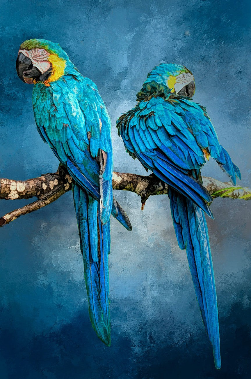 Bright Pair of MacCaws Panel 16.5in x 23.5in