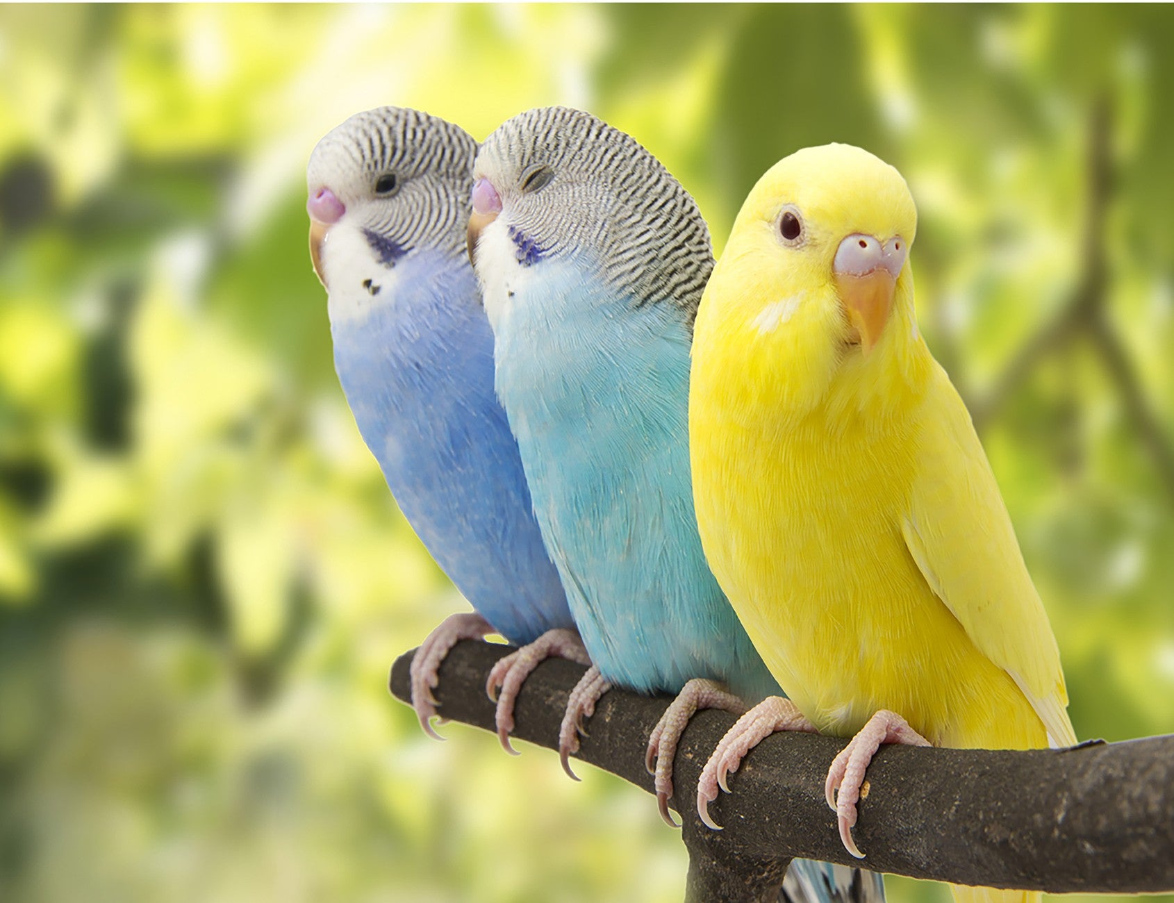 Colorful Parakeets 17x12.75in Panel