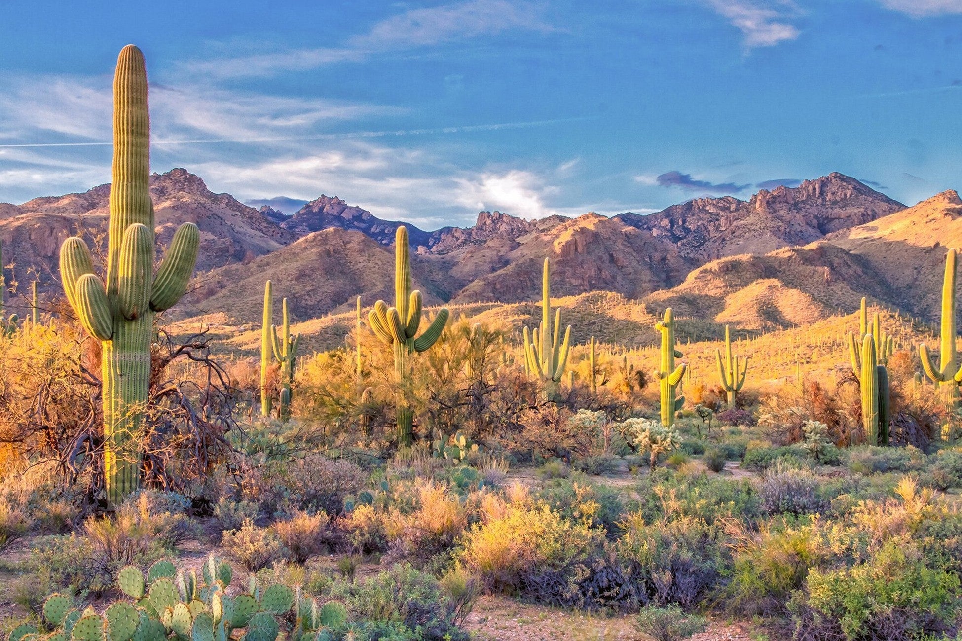Saguaro National Park Panel 24in x 16in