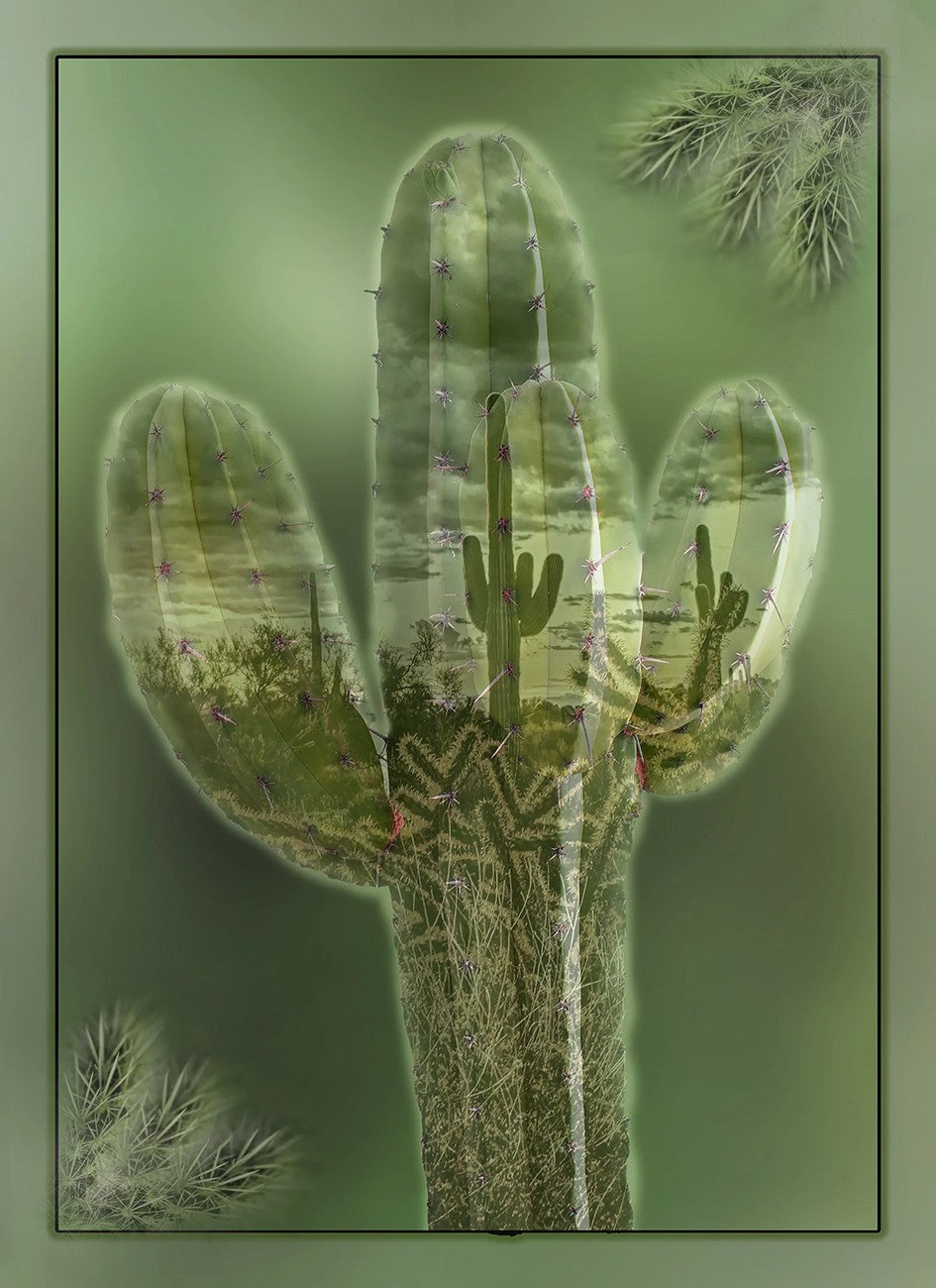 Cactus within a Cactus Panel 16in x 22in