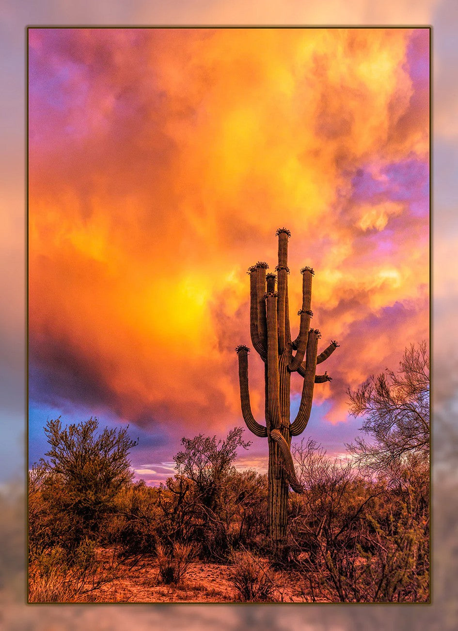 Saguaro Sunset Panel 16in x 22in
