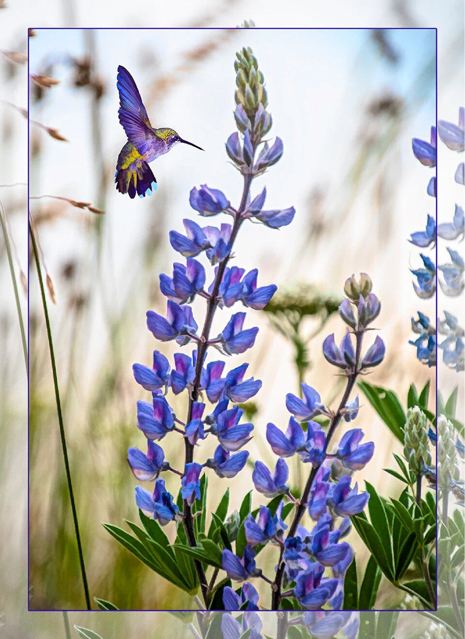 Lupine with Hummingbird Panel 16in x 22in