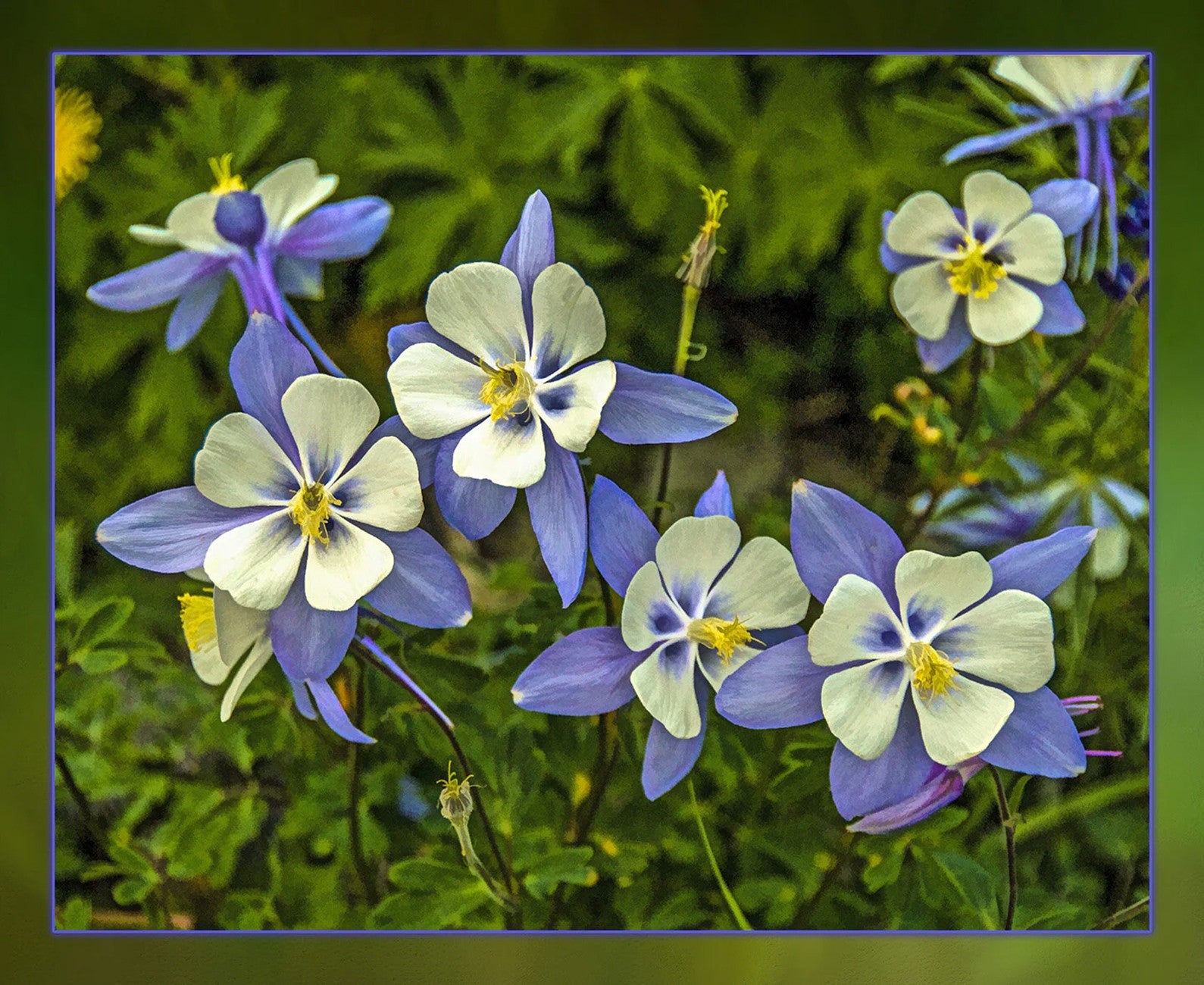 Single Columbine Panel 22in x 18in