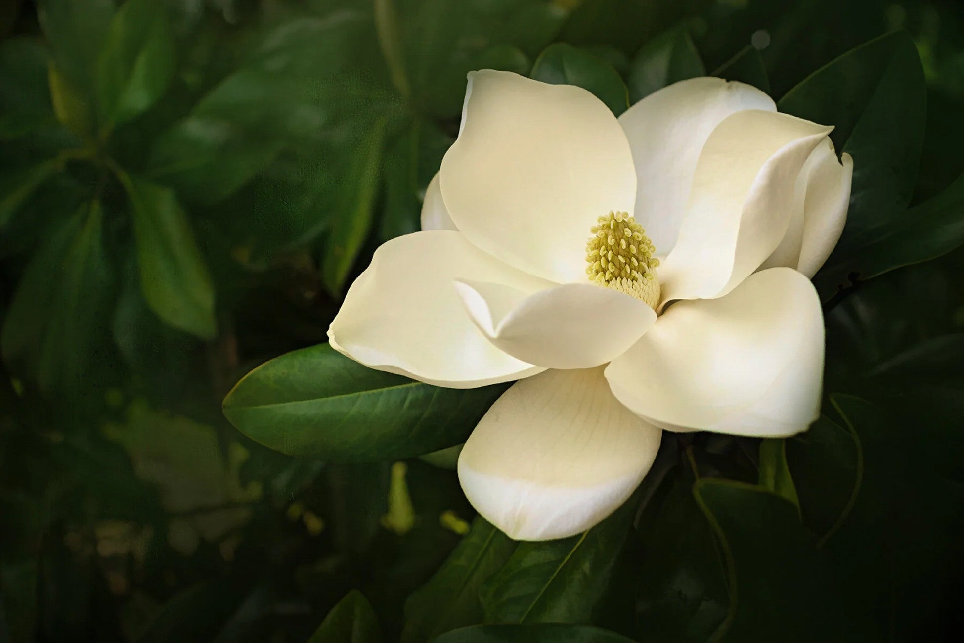 Magnolia Panel 16in x 14in
