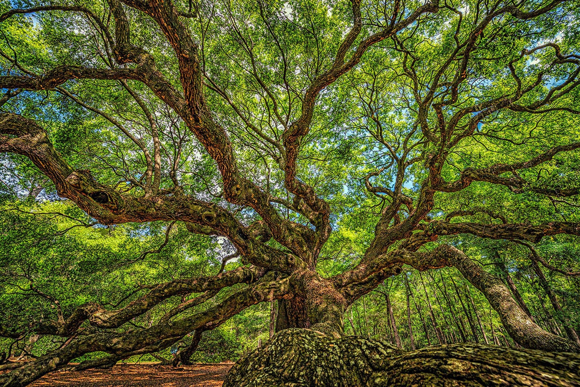 Angle Tree Johns Island Panel 24in x 16in